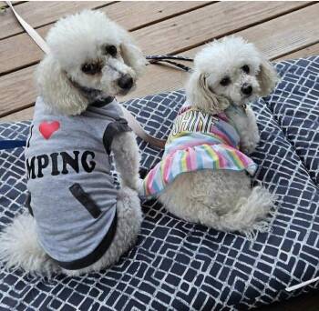 Poodle Dogs Available for Adoption - Duke And Duchess | PetCurious