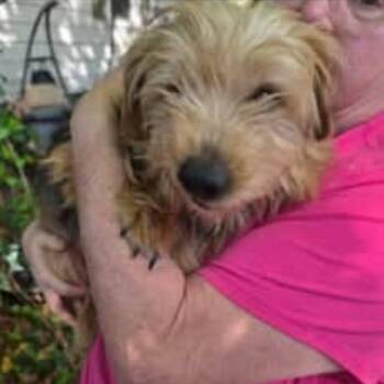 Terrier Dogs Available for Adoption - Big Mac | PetCurious