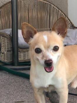 Cory -  Chihuahua Dog for Adoption in Las Vegas, Nevada - Cory | PetCurious
