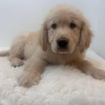 Golden Retriever Dogs Available for Adoption in Wrightstown, New Jersey - Milo | PetCurious
