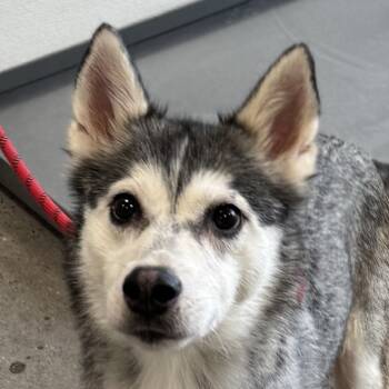 Rescue Mixed Breed Dogs for Adoption in Las Cruces, New Mexico - Peaches | PetCurious