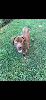 Journey -  Mixed Breed and Chocolate Labrador Retriever Dog for Adoption in Cornelius, North Carolina - Journey | PetCurious