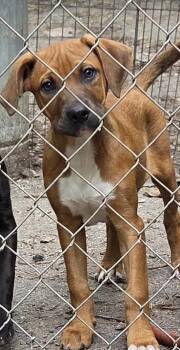 Roxy -  Labrador Retriever and Hound Dog Available for Adoption in Decatur, Georgia - Roxy | PetCurious