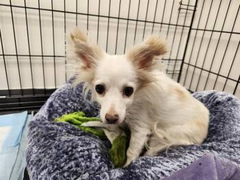 SALLY -  Chihuahua Dog for Adoption in Springfield, Massachusetts - SALLY | PetCurious