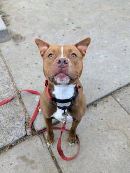 Loula -  Mixed Breed Dog for Adoption in Montreal, Quebec - Loula | PetCurious