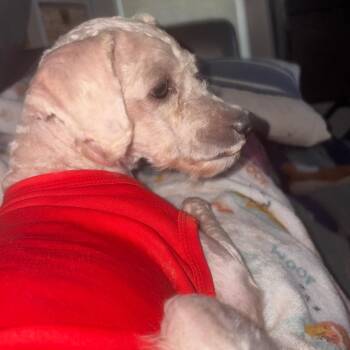 Fernando -  Miniature Poodle Dog for Adoption in Gulfport, Mississippi - Fernando | PetCurious
