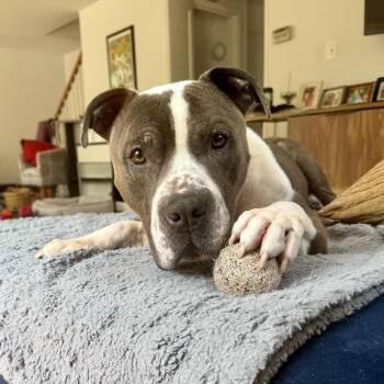 Ginkgo -  Pit Bull Terrier Dog for Adoption in Silver Spring, Maryland - Ginkgo | PetCurious