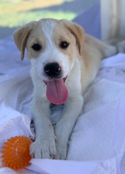 Great Pyrenees and Mixed Breed Dogs Available for Adoption in Ellijay, Georgia - Warren | PetCurious