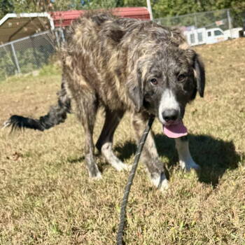 Rescue Anatolian Shepherd and Great Pyrenees Dogs for Adoption - Forest | PetCurious