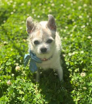 Chihuahua Dogs Available for Adoption - Scooby | PetCurious