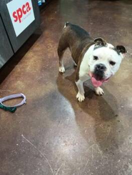 English Bulldog and Mixed Breed Dogs Available for Adoption - Chevy | PetCurious