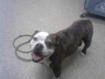 American Bulldog and Mixed Breed Dogs Available for Adoption in Albuquerque, New Mexico - BETTY | PetCurious