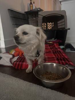 SUSHI -  Pomeranian and Chihuahua Dog for Adoption in Broomfield, Colorado - SUSHI | PetCurious