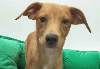 BEETHOVEN -  Dachshund and Mixed Breed Dog for Adoption in Fort Lauderdale, Florida - BEETHOVEN | PetCurious