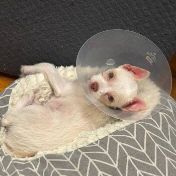 Claudia [navy] -  Terrier and Mixed Breed Dog for Adoption in Baltimore, Maryland - Claudia [navy] | PetCurious