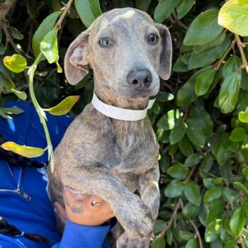 Miley -  Dachshund and Mixed Breed Dog for Adoption in Goleta, California - Miley | PetCurious