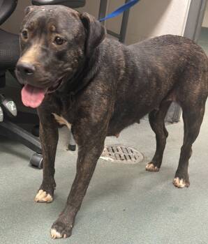 Rescue American Staffordshire Terrier Dogs for Adoption in Raleigh, North Carolina - Star | PetCurious