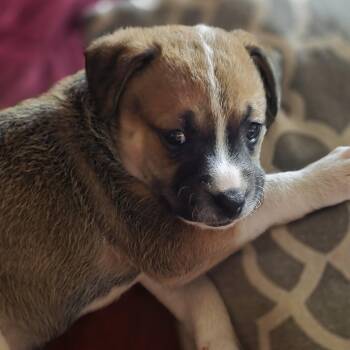 Boxer and Mixed Breed Dogs Available for Adoption - Nala | PetCurious