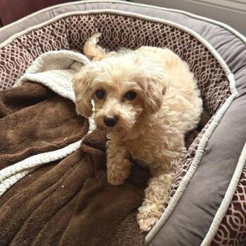 Poodle Dogs Available for Adoption in Belleville, Illinois - Violet (Foster) | PetCurious
