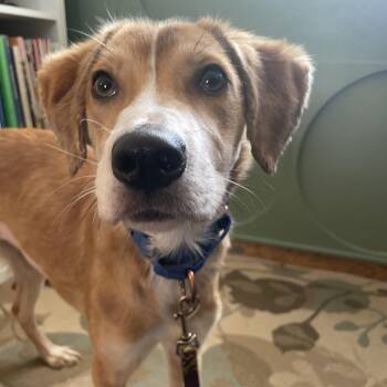 Retriever Dogs Available for Adoption in Fort Collins, Colorado - Dorothy | PetCurious