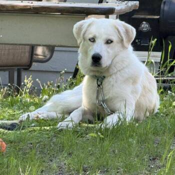 Potato -  Husky and Mixed Breed Dog for Adoption in Hawkestone, Ontario - Potato | PetCurious