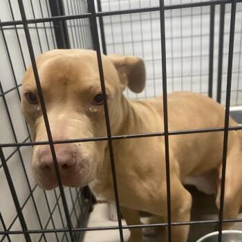 Poppy -  Terrier and Mixed Breed Dog for Adoption in St. Louis, Missouri - Poppy | PetCurious