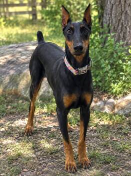 Trudy -  Doberman Pinscher Dog for Adoption in Brownstown, Indiana - Trudy | PetCurious