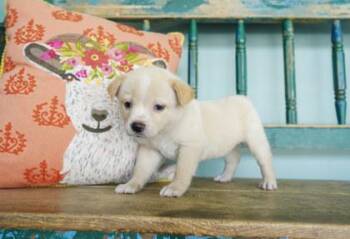 Beach Bag -  Fox Terrier and Anatolian Shepherd Dog for Adoption in San Antonio, Texas - Beach Bag | PetCurious