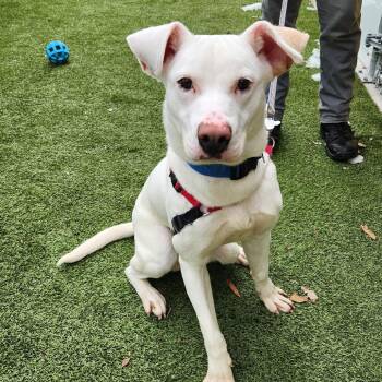 Tofu -  Pit Bull Terrier and Mixed Breed Dog for Adoption in Falls Church, Virginia - Tofu | PetCurious