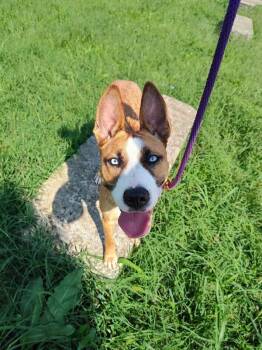 Petunia -  Mixed Breed Dog for Adoption in Cincinnati, Ohio - Petunia | PetCurious