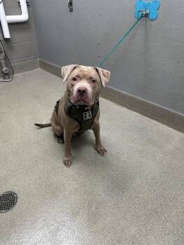 ROWAN -  Staffordshire Bull Terrier and Pit Bull Terrier Dog for Adoption in Las Vegas, Nevada - ROWAN | PetCurious