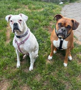 Pearl -  Boxer Dog for Adoption in Stanwood, Washington - Pearl | PetCurious