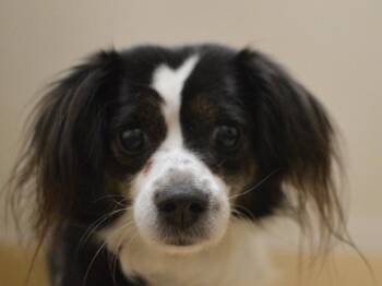 Neblina -  Chihuahua and Maltese Dog for Adoption in Portland, Oregon - Neblina | PetCurious