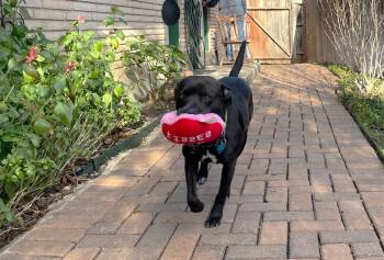 Rescue Pit Bull Terrier Dogs for Adoption in San Antonio, Texas - Sam | PetCurious