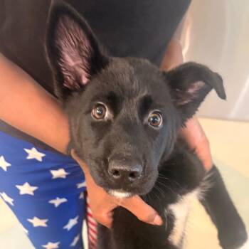 Cassie Cage -  Mixed Breed Dog for Adoption in Winston-salem, North Carolina - Cassie Cage | PetCurious
