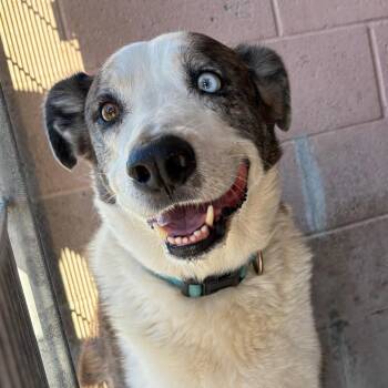 Randy -  Border Collie and Mixed Breed Dog for Adoption in Yuma, Arizona - Randy | PetCurious