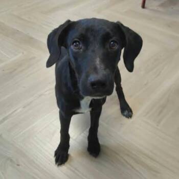 Sassy -  Black Labrador Retriever and Hound Dog for Adoption in Manchester, Tennessee - Sassy | PetCurious
