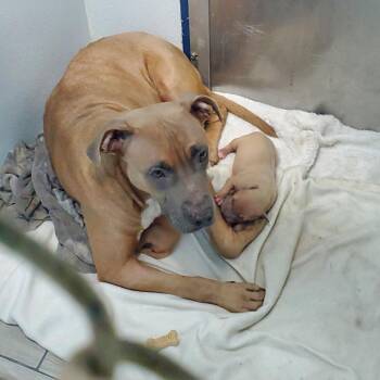 Pit Bull Terrier and Mixed Breed Dogs Available for Adoption in Denison, Texas - Salem | PetCurious