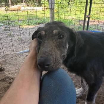 Tattoo -  Shepherd and Mixed Breed Dog for Adoption in Washington, District Of Columbia - Tattoo | PetCurious