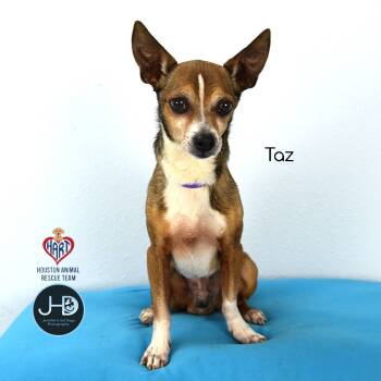 Rescue Chihuahua and Mixed Breed Dogs for Adoption - Taz | PetCurious