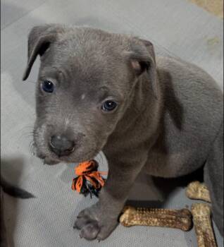 Reina -  Pit Bull Terrier Dog for Adoption in Winder, Georgia - Reina | PetCurious