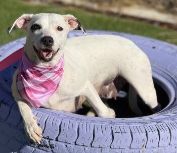 Orchid -  Dalmatian Dog for Adoption in Hondo, Texas - Orchid | PetCurious