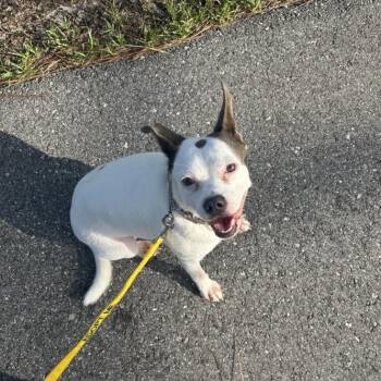 Rescue Mixed Breed Dogs for Adoption in Venice, Florida - Tillie | PetCurious