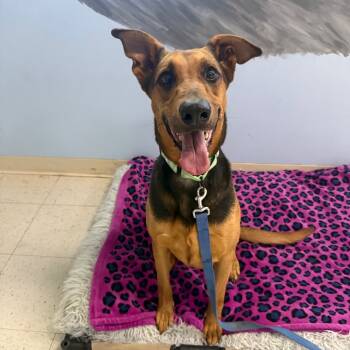 Rescue Doberman Pinscher and Hound Dogs for Adoption in Fresno, California - Zelda | PetCurious