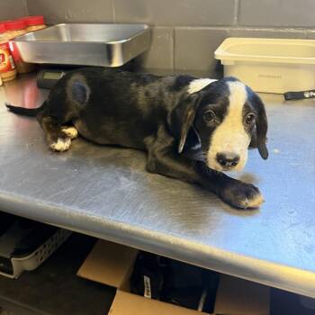 Taylor -  Hound and Mixed Breed Dog for Adoption in Tuscaloosa, Alabama - Taylor | PetCurious