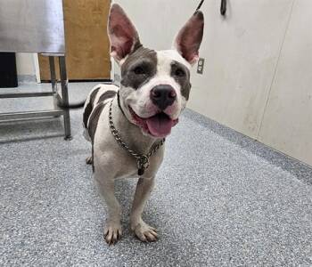 FALAFEL -  American Staffordshire Terrier and Mixed Breed Dog for Adoption in Rowlett, Texas - FALAFEL | PetCurious