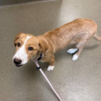 Sadie -  Labrador Retriever and Mixed Breed Dog for Adoption in Council Bluffs, Iowa - Sadie | PetCurious