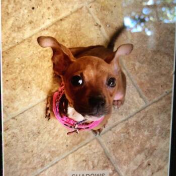 Jolene -  Miniature Pinscher and Mixed Breed Dog for Adoption in New Orleans, Louisiana - Jolene | PetCurious