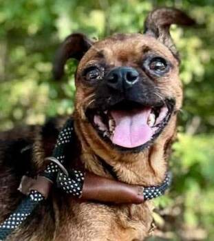 Glory -  Chihuahua Dog for Adoption in Waverly, Tennessee - Glory | PetCurious