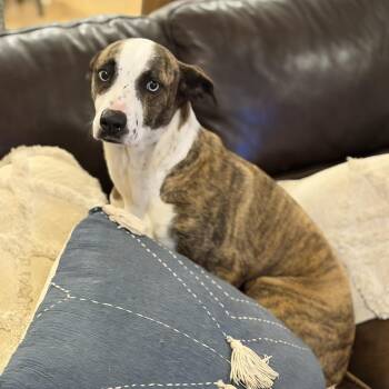 Whippet Dogs Available for Adoption - Lily (aka Stripes) | PetCurious